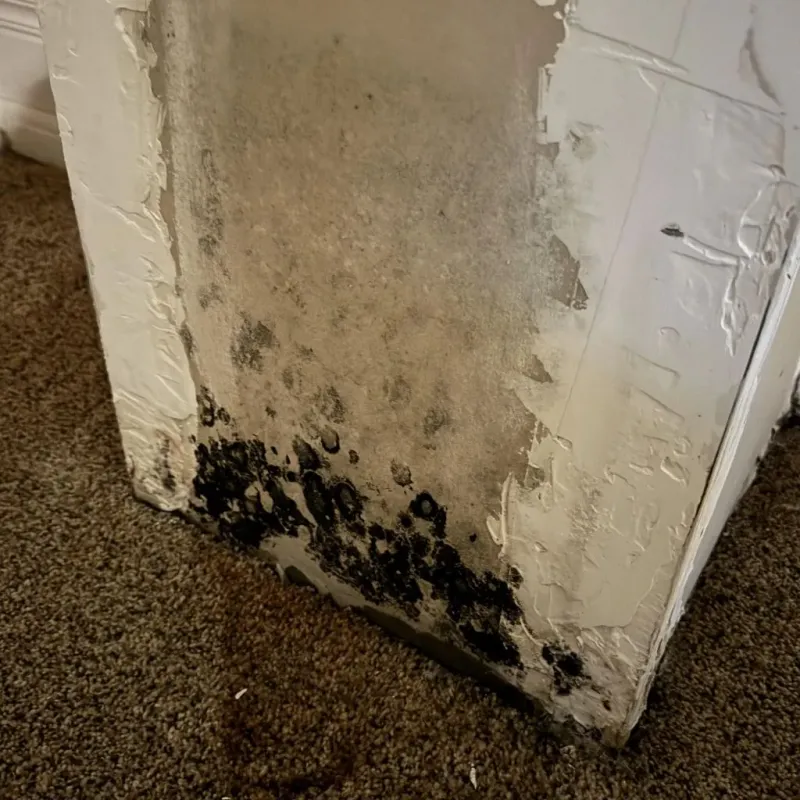 Professional Mold Removal in Quanah, TX
